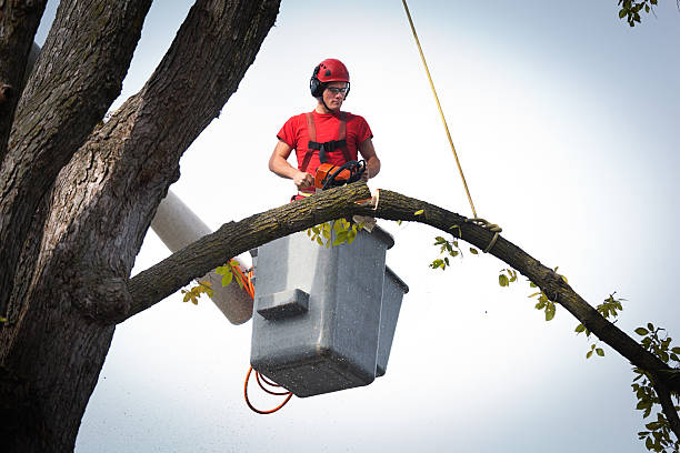 Trusted Aberdeen, MS Tree Service Experts